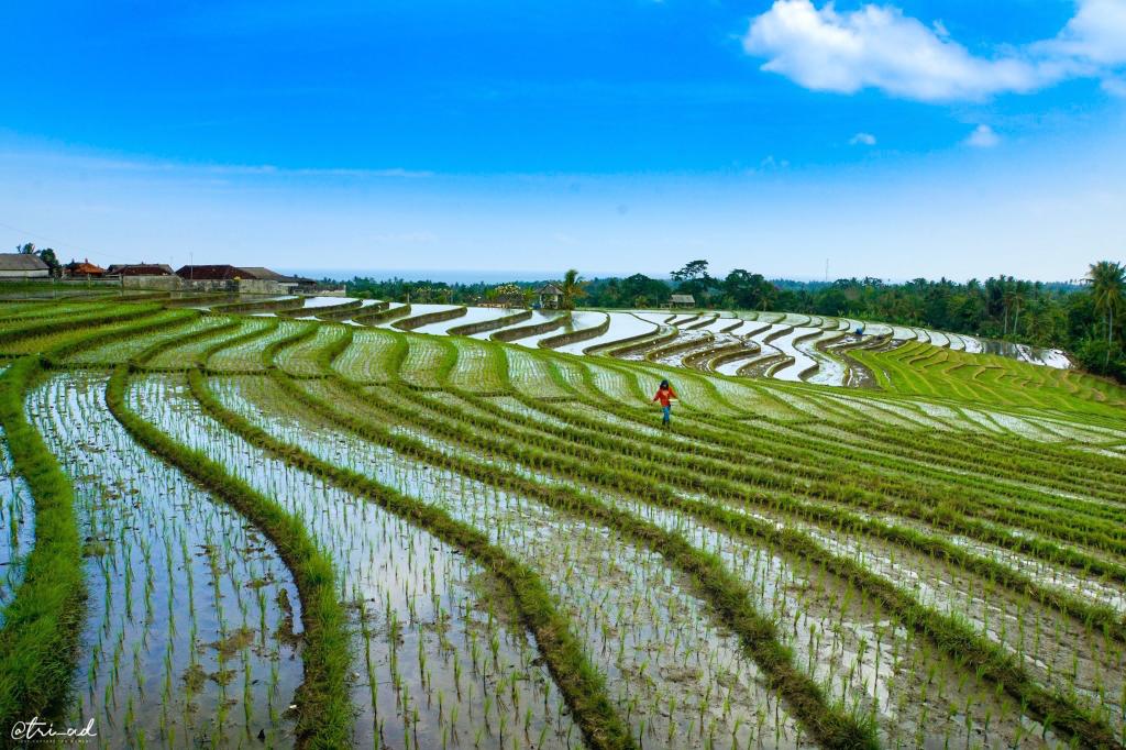 Subak Landscape