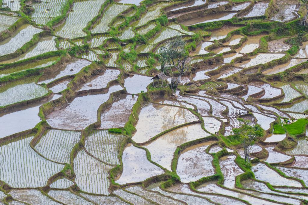 Subak Landscape