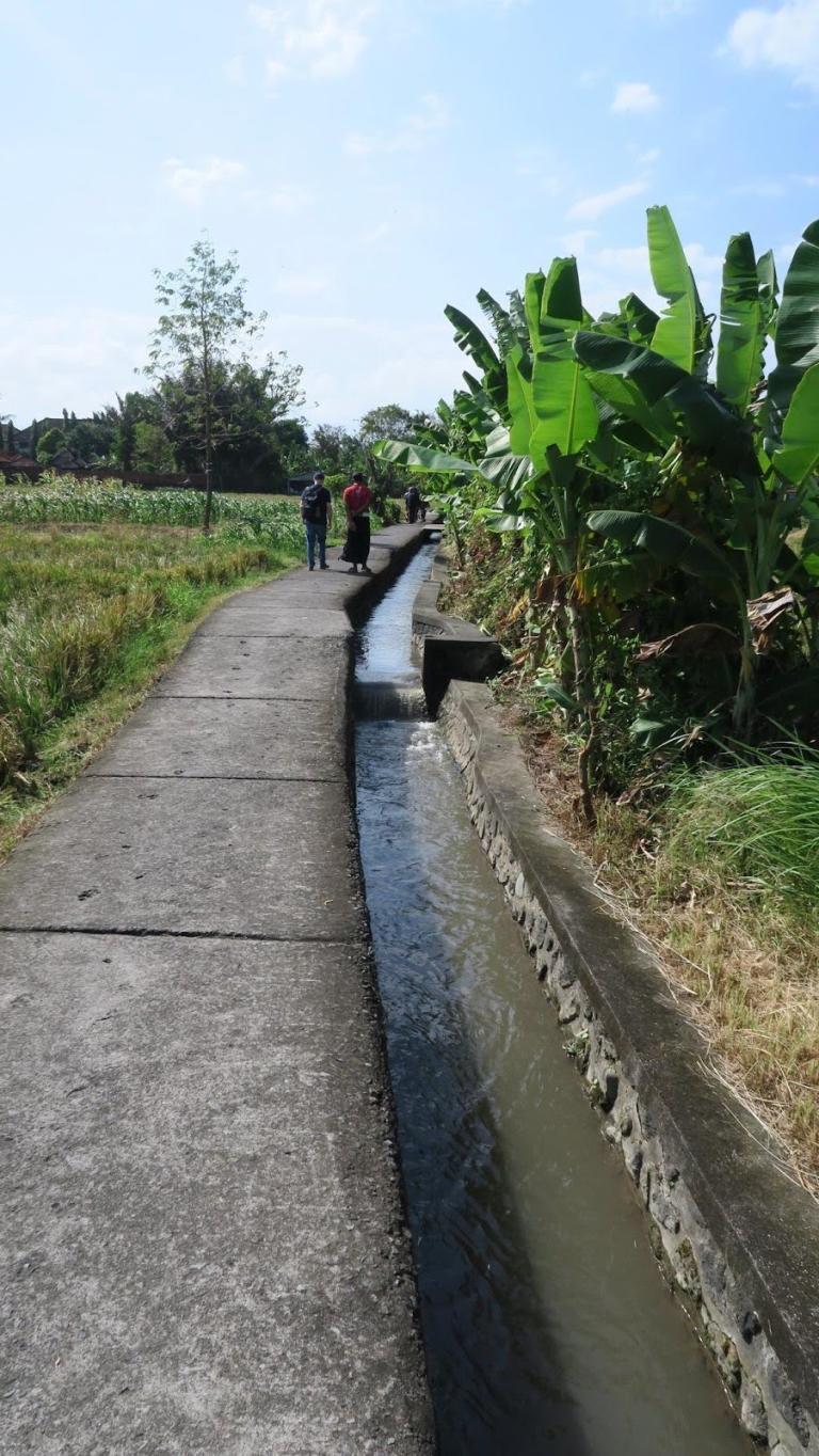 Figure 1: Foul-smelling, milky grayish irrigation water led through a cemented canal to the rice fields at Subak Sembung Peguyangan. Photo: Erik de Maaker