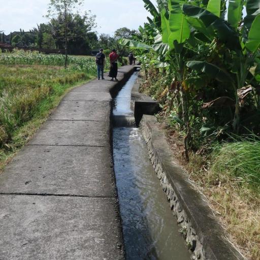 Foul-smelling, milky grayish irrigation water led through a cemented canal to the rice fields at Subak Sembung Peguyangan. Photo: Erik de Maaker