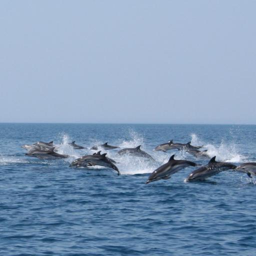 dolphins in the ionian sea