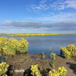 Human interference damaged the natural circumstances in the Markermeer