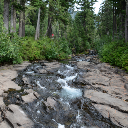 river cutting through rock surrounded by forest 